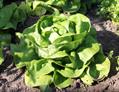 Lettuce 